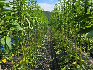 워람농장ㆍ황일택ㆍ님의 참깨 · 영농일지 작성글 사진