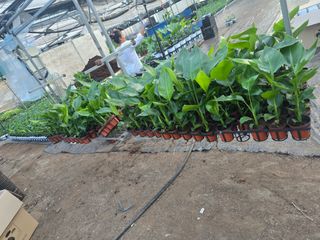 두릅나무15847님의 기타작물 · 영농일지 작성글 사진