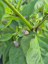 팜모닝 고추·영농일지 게시글 이미지