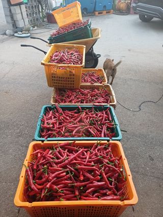 홍순오님의 고추 · 영농일지 작성글 사진