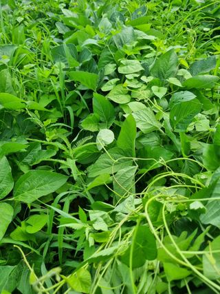 논산푸른팜님의 콩 · 영농일지 작성글 사진