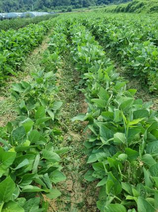 논산푸른팜님의 콩 · 영농일지 작성글 사진