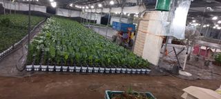 두릅나무15847님의 기타작물 · 영농일지 작성글 사진