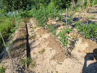 형남영님의 감자 · 영농일지 작성글 사진