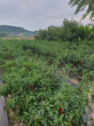 오이8898황산면님의 고추 · 영농일지 작성글 사진