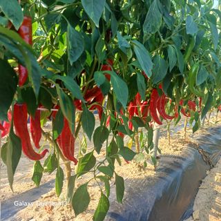 김진영님의 고추 · 영농일지 작성글 사진