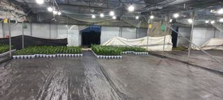 두릅나무15847님의 기타작물 · 영농일지 작성글 사진