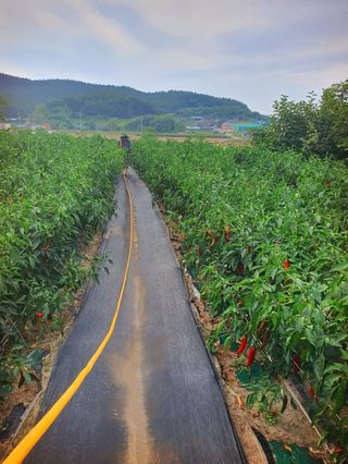 오이8898황산면님의 고추 · 영농일지 작성글 사진