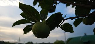 이장호님의 기타작물 · 영농일지 작성글 사진