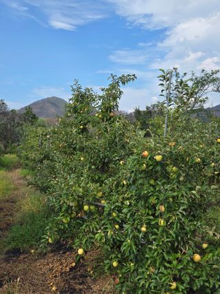 민원기님의 포도 · 영농일지 작성글 사진