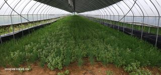 이장호님의 기타작물 · 영농일지 작성글 사진