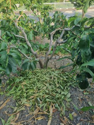 김용대님의 기타작물 · 영농일지 작성글 사진