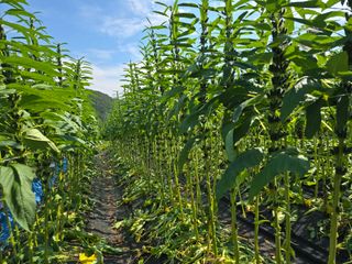 워람농장ㆍ황일택ㆍ님의 참깨 · 영농일지 작성글 사진