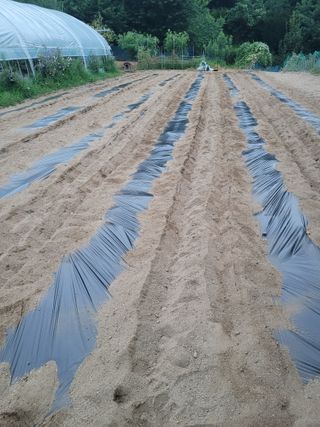 민원배님의 고추 · 영농일지 작성글 사진