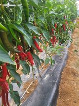 팜모닝 고추·영농일지 게시글 이미지