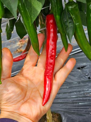 홍천산채농원님의 고추 · 영농일지 작성글 사진