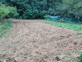 주재필님의 배추 · 영농일지 작성글 사진