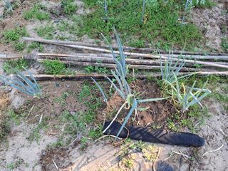 형남영님의 감자 · 영농일지 작성글 사진