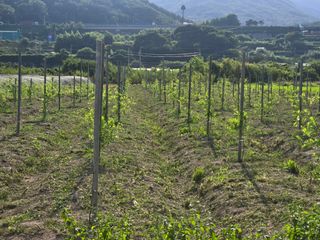 박종민님의 기타작물 · 영농일지 작성글 사진