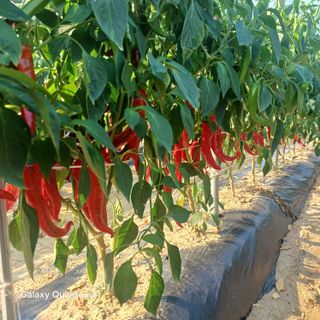 김진영님의 고추 · 영농일지 작성글 사진