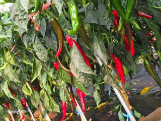 이세순님의 기타작물 · 영농일지 작성글 사진