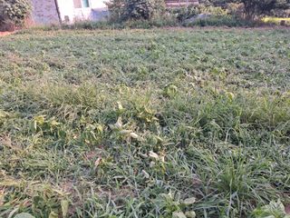 주재필님의 들깨 · 영농일지 작성글 사진