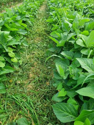 논산푸른팜님의 콩 · 영농일지 작성글 사진