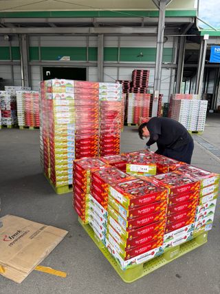 연재홍님의 토마토 · 영농일지 작성글 사진