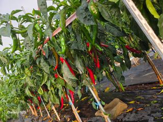 이세순님의 기타작물 · 영농일지 작성글 사진