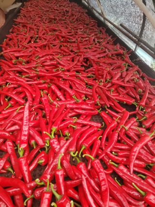 민원배님의 고추 · 영농일지 작성글 사진