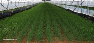 이장호님의 기타작물 · 영농일지 작성글 사진