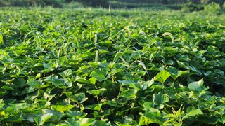 하은농장 님의 호박 · 영농일지 작성글 사진