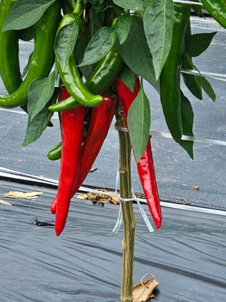 홍천산채농원님의 고추 · 영농일지 작성글 사진