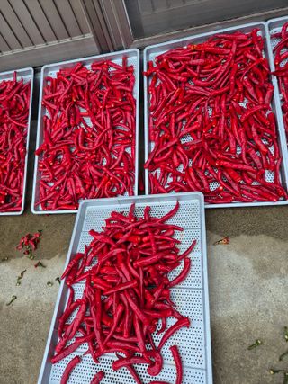 김연숙님의 기타작물 · 영농일지 작성글 사진