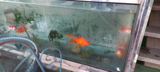 정석채님의 기타작물 · 영농일지 작성글 사진