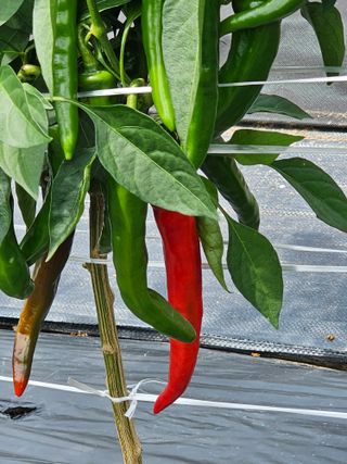 홍천산채농원님의 고추 · 영농일지 작성글 사진