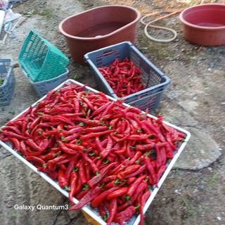 김진영님의 고추 · 영농일지 작성글 사진