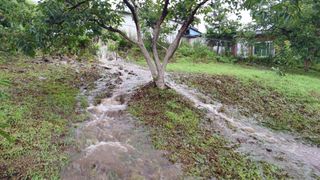 이순기님의 감 · 영농일지 작성글 사진