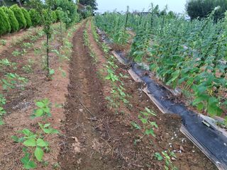 체리123님의 참깨 · 영농일지 작성글 사진