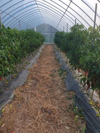 샤이니바다님의 기타작물 · 영농일지 작성글 사진