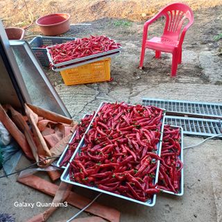 김진영님의 고추 · 영농일지 작성글 사진