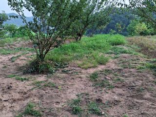 형남영님의 감자 · 영농일지 작성글 사진