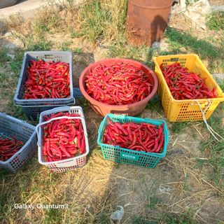 김진영님의 고추 · 영농일지 작성글 사진