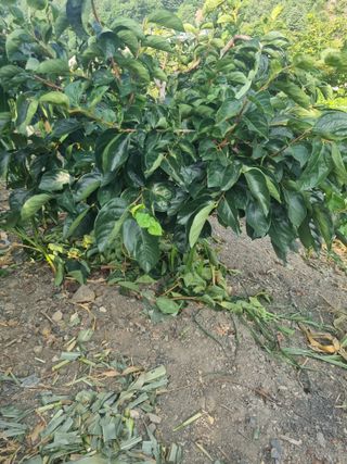 김용대님의 기타작물 · 영농일지 작성글 사진