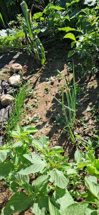 김제선:양평읍회현리님의 기타작물 · 영농일지 작성글 사진