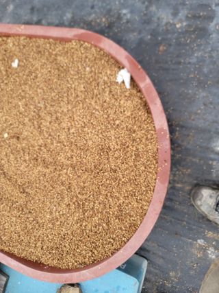 박치문님의 블루베리 · 영농일지 작성글 사진