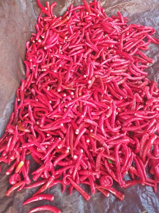 샤이니바다님의 기타작물 · 영농일지 작성글 사진