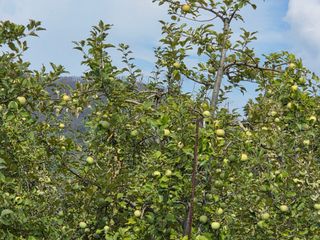 민원기님의 포도 · 영농일지 작성글 사진