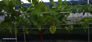 이장호님의 기타작물 · 영농일지 작성글 사진