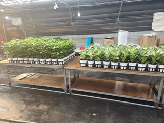 두릅나무15847님의 기타작물 · 영농일지 작성글 사진